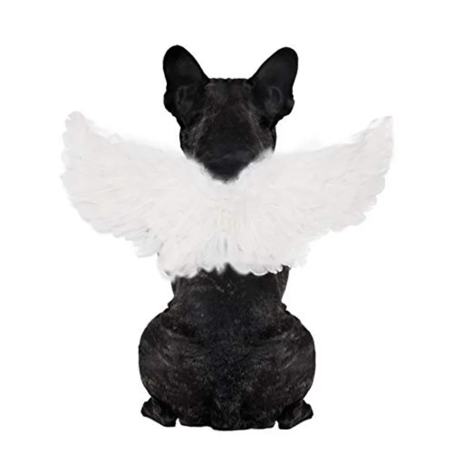 Angel Devil Pet Wings